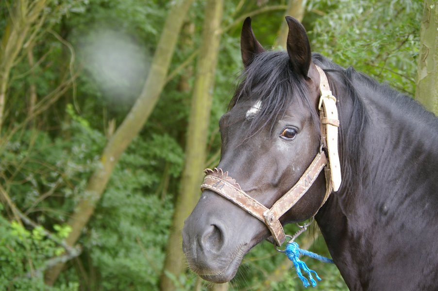 Les chevaux marocains: Les Chevaux Marocains 116